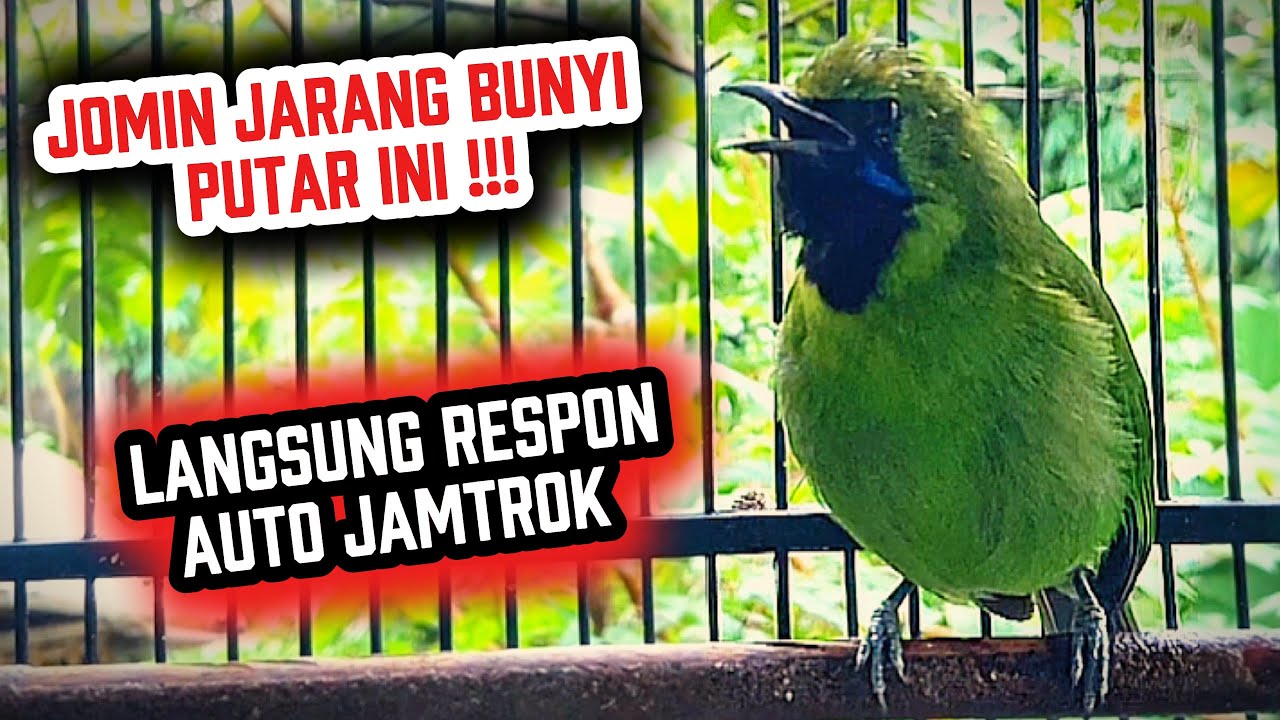 PANCINGAN JOMIN CUCAK IJO MINI MACET BUNYI AUTO CEPAT GACOR