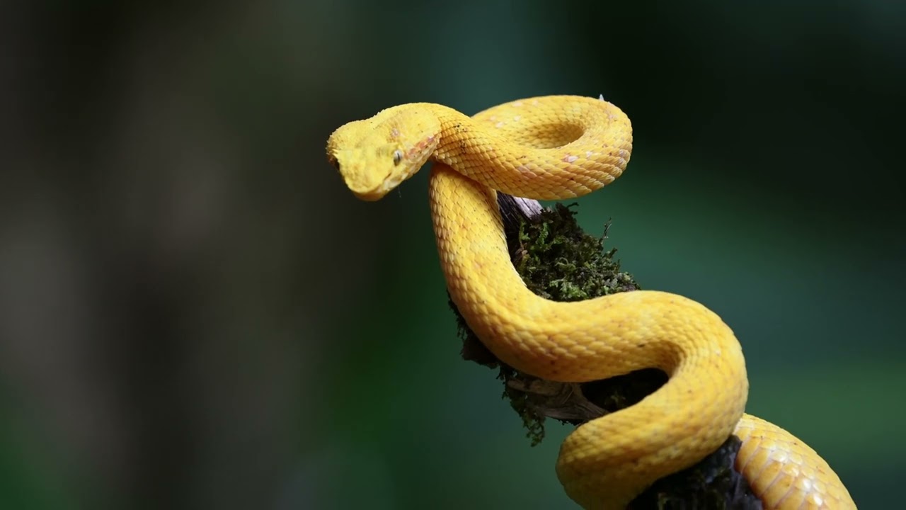 Yellow viper snake