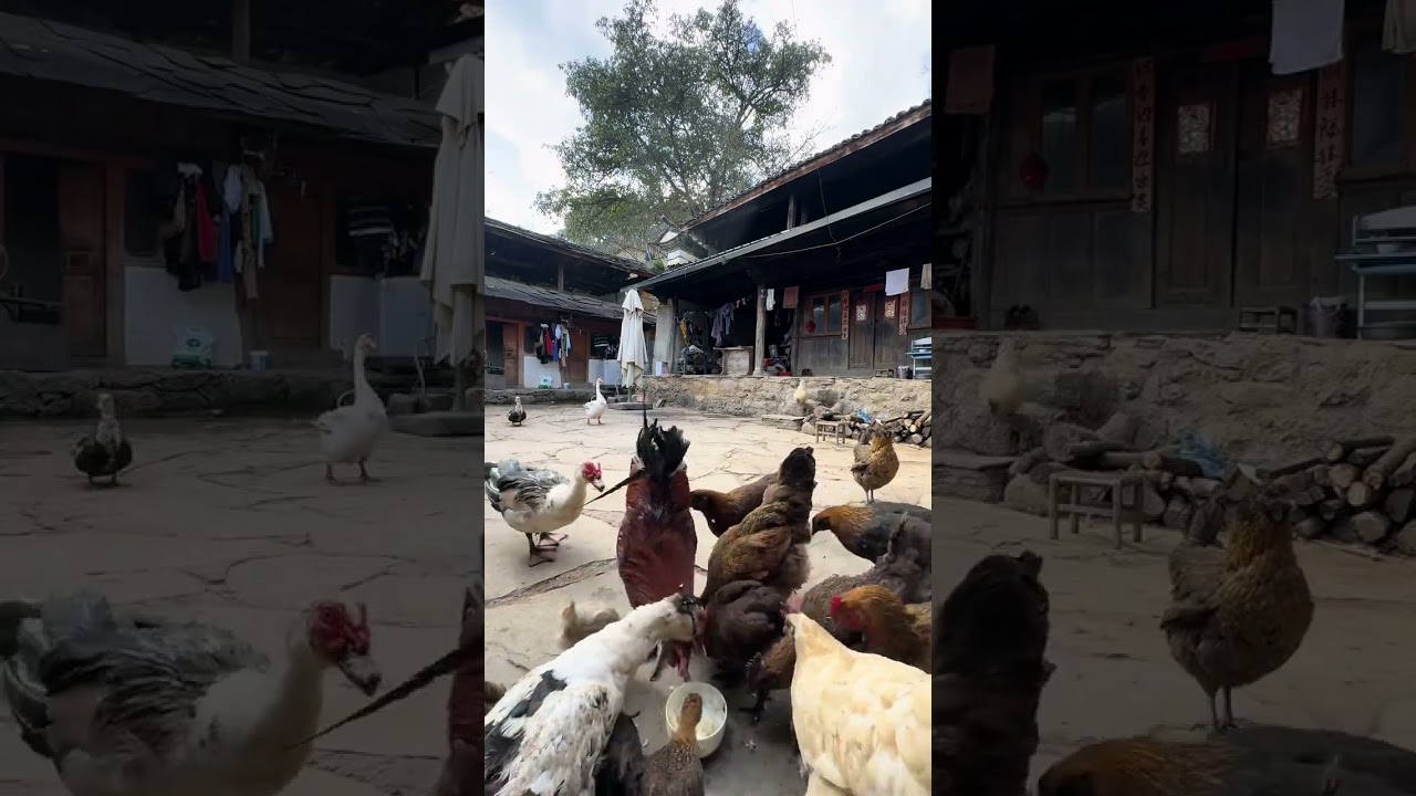 Xiangxiang have some cured meat