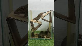The Most Perfect Homemade Mouse Trap Idea // Mouse Trap 2 #Mouse #Rat #Rattrap #Mousetrap