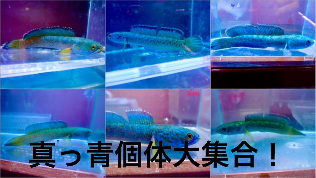 2/2の21時頃終了予定の1円出品アリストネイの店長おすすめ順を紹介 