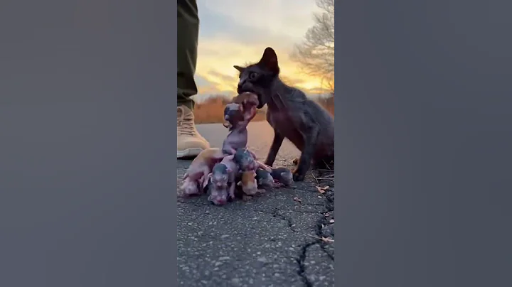 Video 11852871: feline, cat