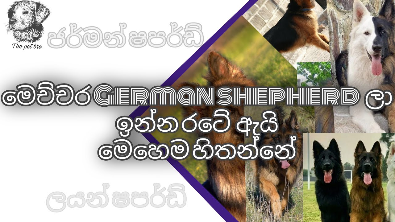 Lion shepherd and German shepherd අතර වෙනස. YouTube
