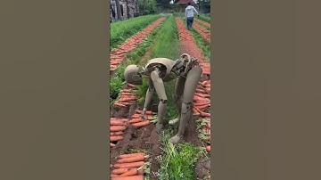 Robots pulling radishes? -Robots in rural China #robot #machine #cute #robotics #funny #machine #lol