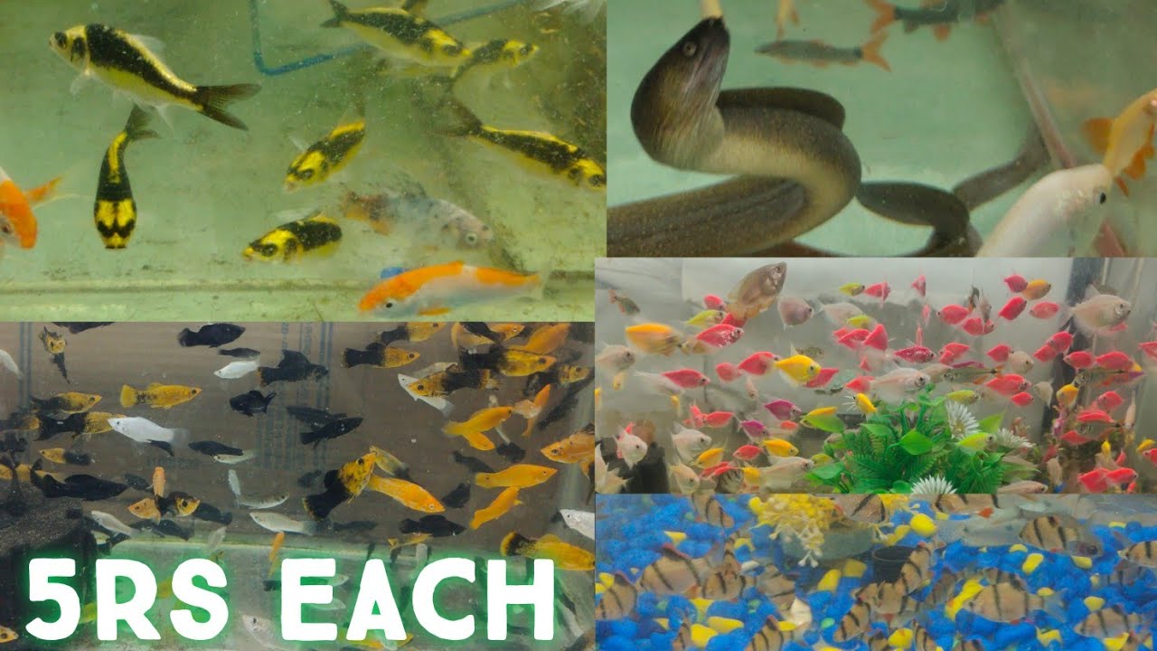 offer on fishes at ajwa aquarium shop in Hyderabad Shastripuram soft
