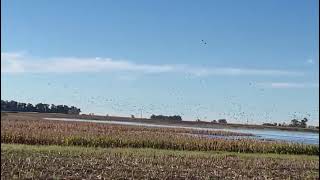 Zone di caccia: Argentina (2)