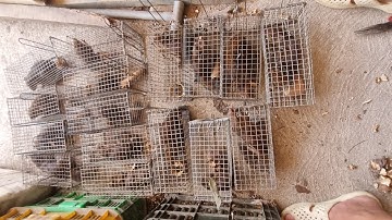 Video thăm lồng bẫy. Bán bẫy sóc bông. Bán bẫy sóc trên cây. . Lồng bẫy cống nhum. Lò xo cống nhum.