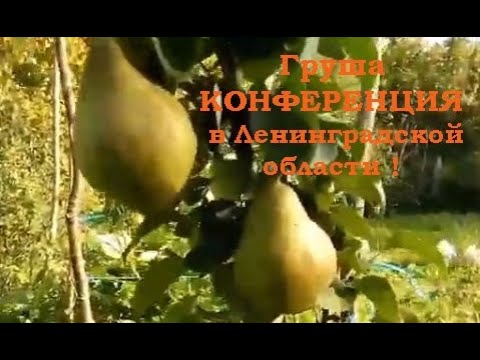 Груша Конференция в Ленинградской области