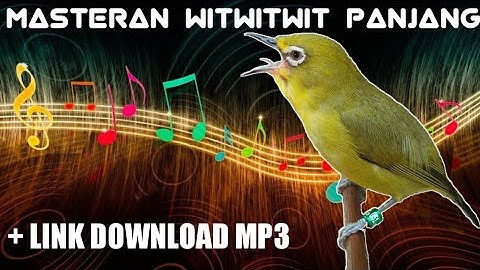 Auto Nembak-Masteran Pleci wit wit wit Panjang-OM PLECIMANIA