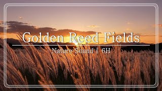 Golden Reed Fields (6H)🌾 - Wind Sounds & Rustling Pampas Grass (Relaxation, Sleep, Focus) screenshot 5