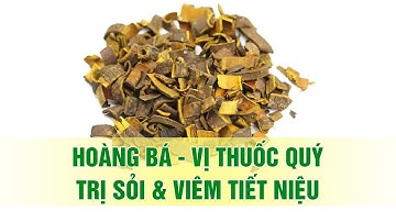 Hoàng bá – Thảo dược quý giúp loại bỏ sỏi tiết niệu, viêm tiết niệu