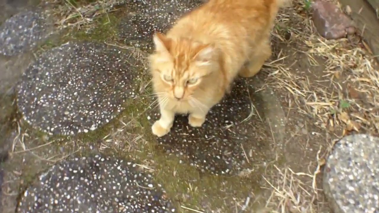 Kodak Zi8 Pocket Video Camera HD.  Fisheye Lens test.