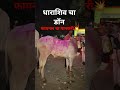 धाराशिव चा डॉन 💥 फायनल चा मानकरी 💯🚩नाद बैलगाडा शर्यत🏆 #bailgadasharyat #bailgada #bakasur #mathura
