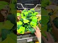 ✨🎀Just A Quick Mini Grocery Store Run🎀✨ - (asmr grocery shopping)✨ #groceryshopping #groceryhaul