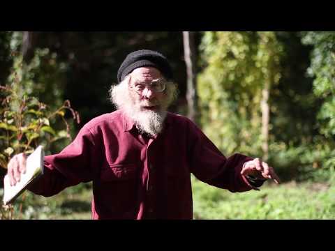Video: Är ocimum sanctum en ört eller buske?