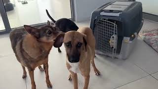 The New Dog Is Still In Shock And Shaking - Takis Shelter