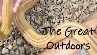 Reticulated Python - Outside For First Time
