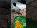 The best scene of binagonda falls  beautiful sound