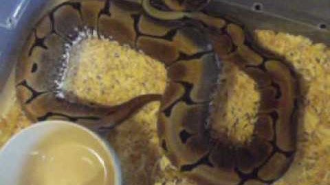 ball python feeding part 2