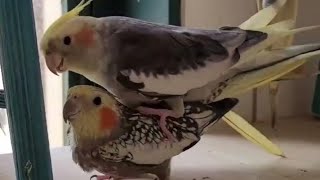 Cockatiel Sounds for lonely cockatiels. Cockatiel bird song. Cockatiel music Happy Cockatiel Sound