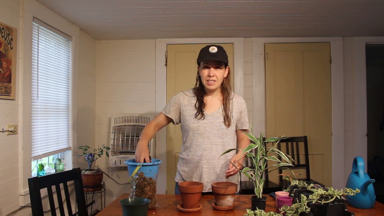 Burnett'S Country Gardens Haul + Dealing With Newly Purchased Plants