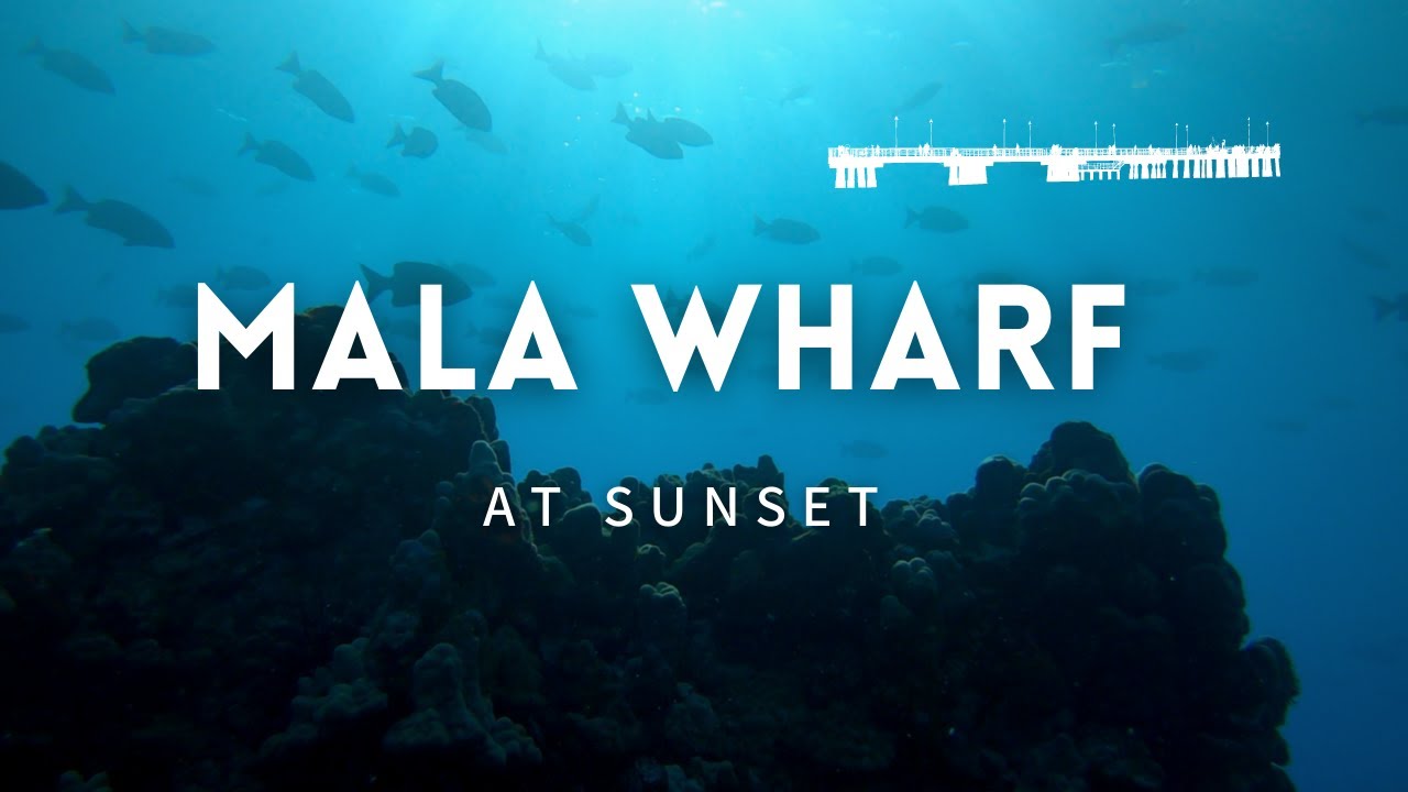 Sunset Scuba at Mala Wharf