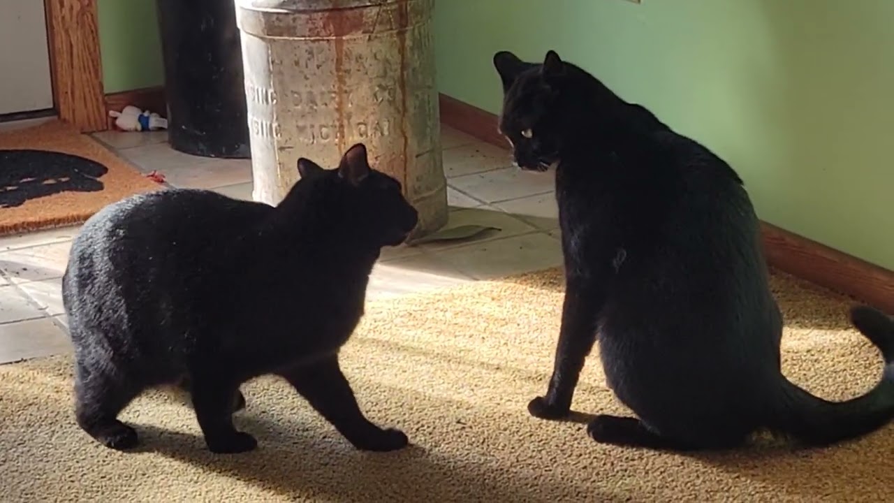 Black Cat Butt Punch Sumo Wrestling