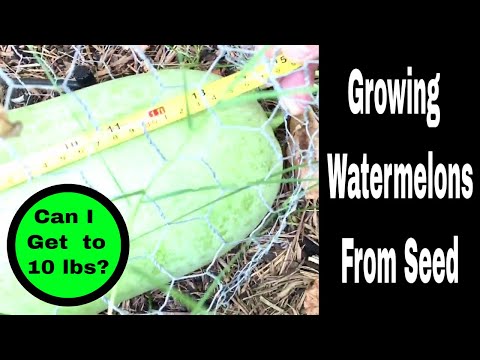 Growing Watermelons From Seed, Episode 8