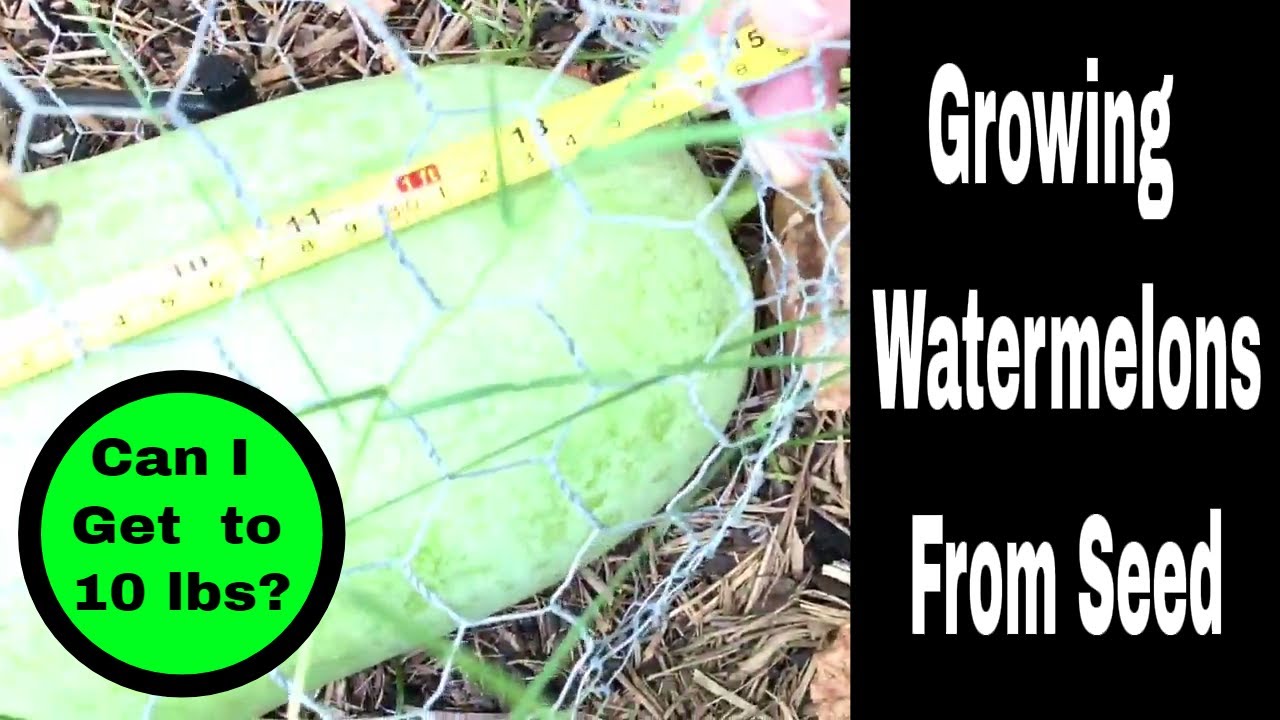 Growing Watermelons From Seed, Episode 8 YouTube