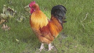 Rooster Crowing Loud  In The Early Morning !