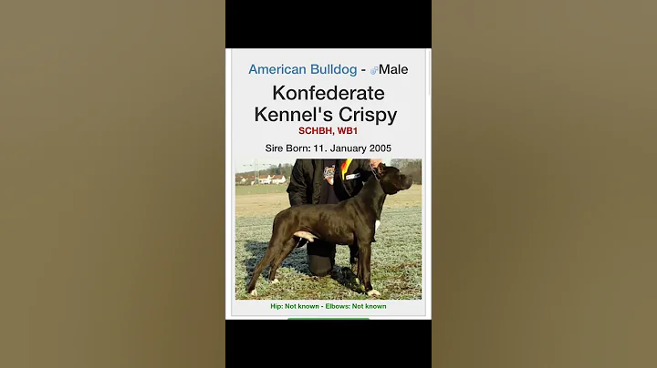 Black Hybrid American Bulldogs #americanbulldog #apbt #gamedog