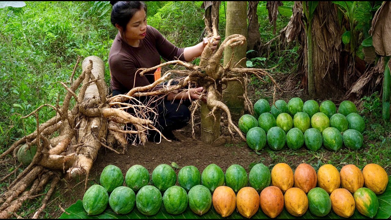Easy to harvest and Cook papaya using a traditional recipe