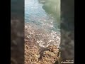 جيتك يا بحر قلبي عامر جيتك يا بحر قلبي عامر