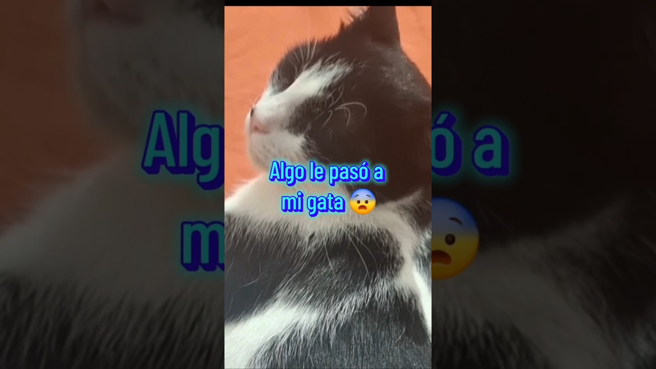 Noté algo distinto en Luna #horchataecoco #gatitosmaravilla #embarazogatuno#adivinaelnumero#gatitos