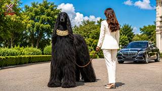 Top 10 Rarest Dog Breeds In The World | Amazing Animals