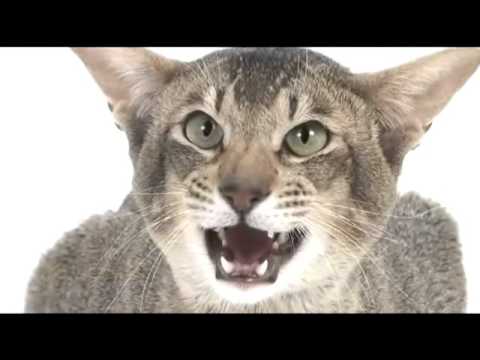 Video: Spasilačke Grupe Imaju Za Cilj Stvoriti Posao Za Mačke