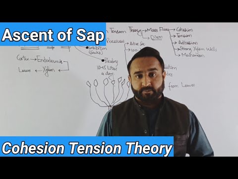 Ascent of Sap | Cohesion Tension Theory | Root Pressure | Imbibition | Bleeding | Amjad Umer Academy