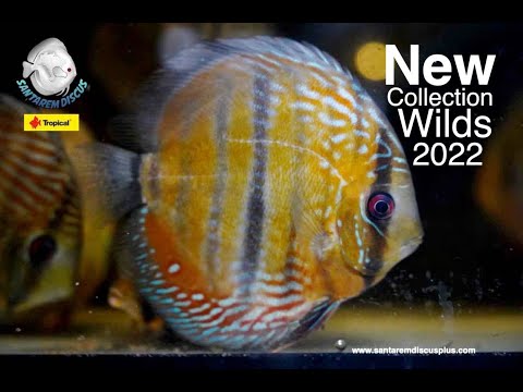 New collection Wilds 2022 in santaremdiscusplus.com