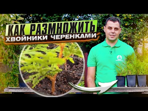 ЧЕРЕНКОВАНИЕ ТУИ. Размножение