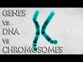 Blueprints of Life: Unraveling DNA, Genes, and Chromosomes