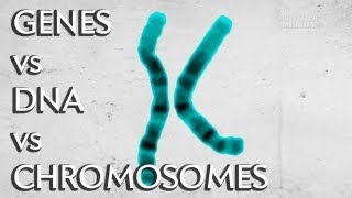 Genes vs. DNA vs. Chromosomes  Instant Egghead #19