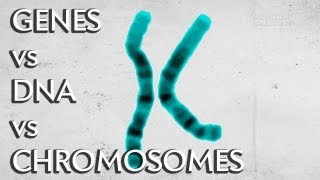 Genes vs. DNA vs. Chromosomes - Instant Egghead #19