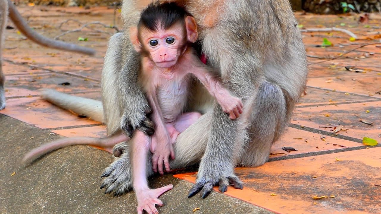 Macaques baby monkey _ Cuteness baby monkey very lovely _ Baby EMILO gave big love to you all ❤️