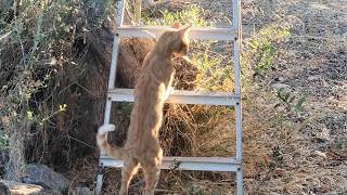 Trauma had the zoomies while Scoots was dreaming of ladders 🤣