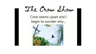 The Crow Show: A Short Documentary Film