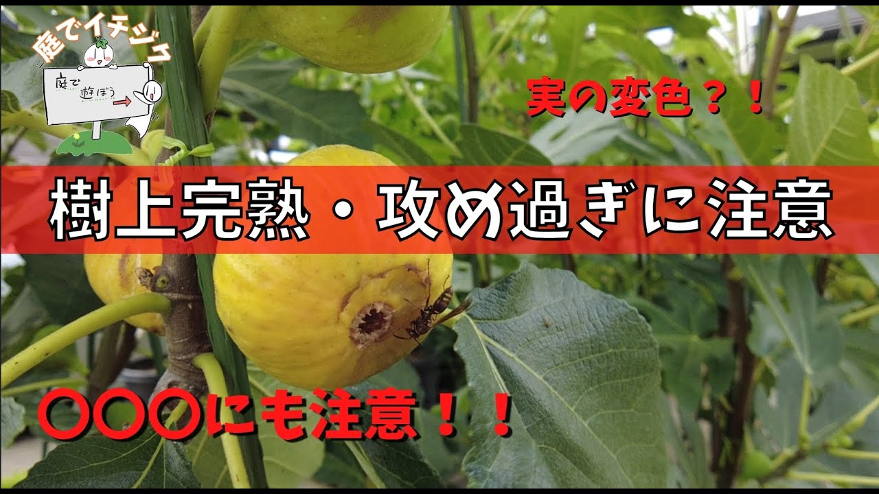 【イチジク】樹上完熟！！攻めすぎに注意です。◯◯◯の防除方法も。完熟のLSUEverBearingを家族に食べてもらったらクレームが付きました。