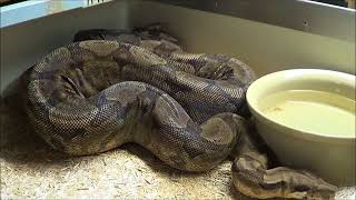 2018 VPI T  Sharp Albino Snow Glow Motley Boa Project