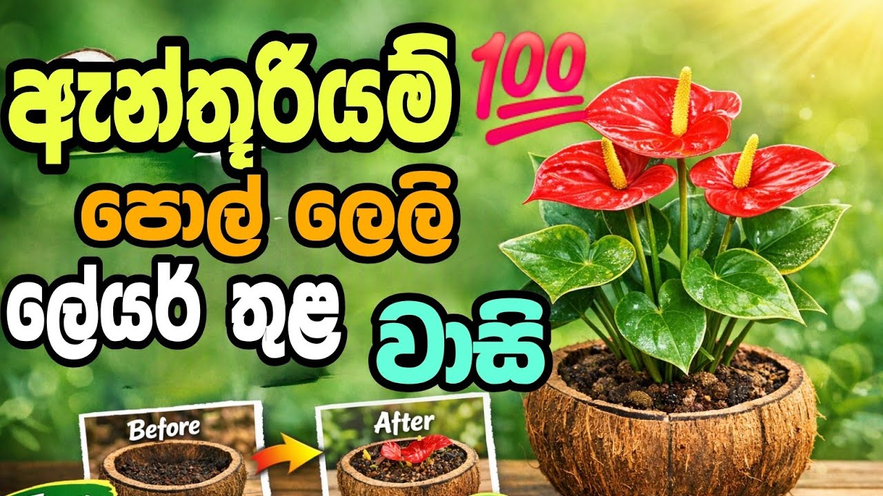පොල්ලෙළි කැබලි භාවිතයෙන් ඇන්තූරියන් වගාවේ සාර්ථක මල් ඵලදාවක් ලබාගන්නා හොඳම ක්‍රමය 🌺