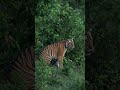 Bengal Tiger Vs Sambar Deer Neck Ambush At Dawn Bengal Tiger Vs Sambar Deer Neck Ambush At Dawn