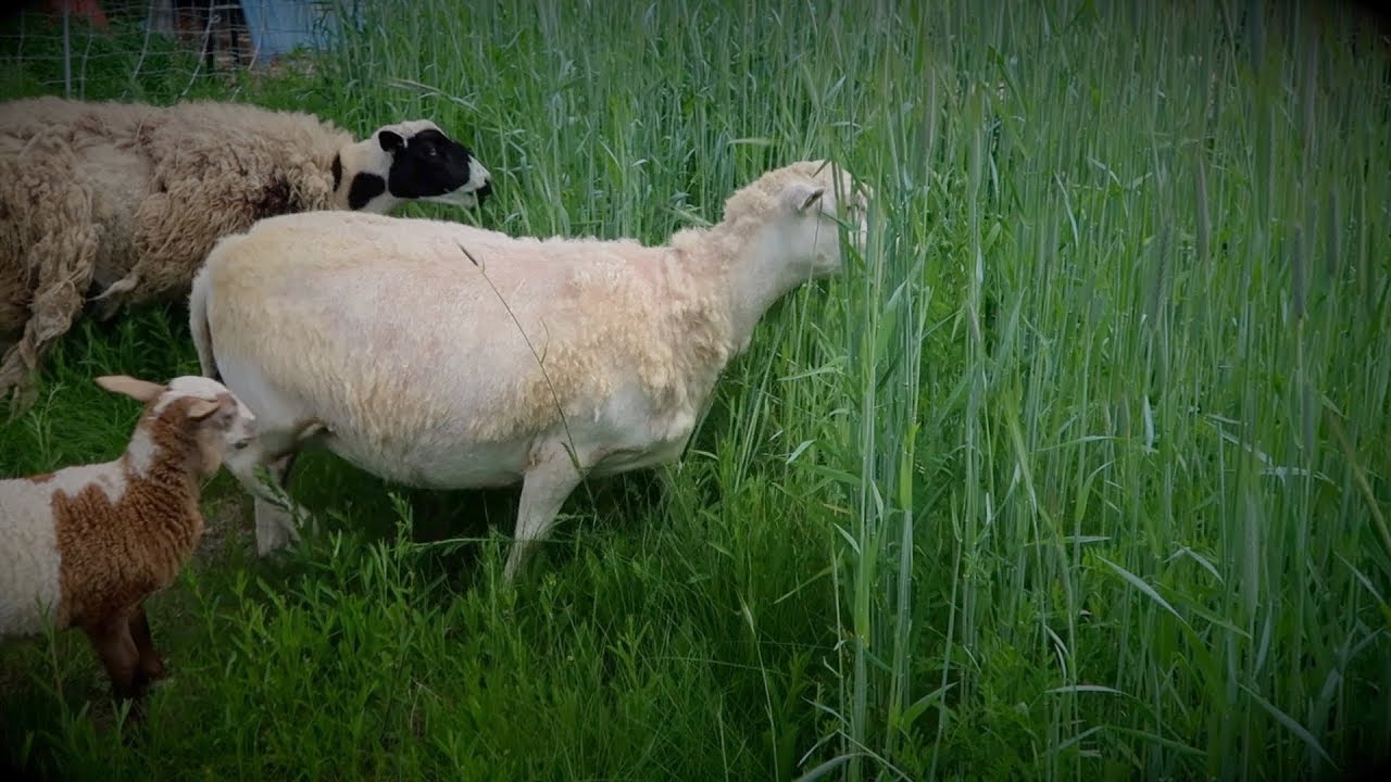 Jungle Paddock Sheep on Rye and Vetch YouTube
